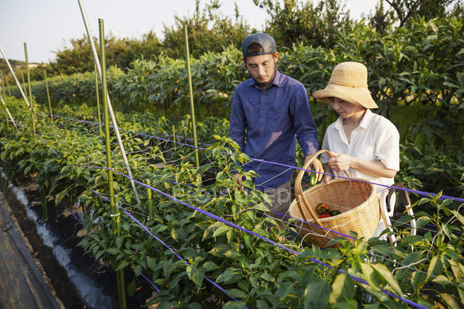 Japaner mit Mütze und Frau mit Hut stehen auf Gemüsefeld und pflücken frische Paprika. — Stockfoto