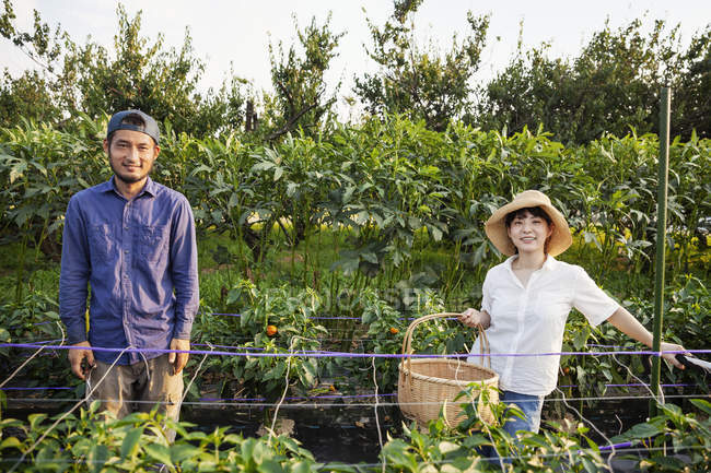 Giapponese uomo indossa berretto e donna indossa cappello in piedi in campo vegetale, sorridente in macchina fotografica
. — Foto stock