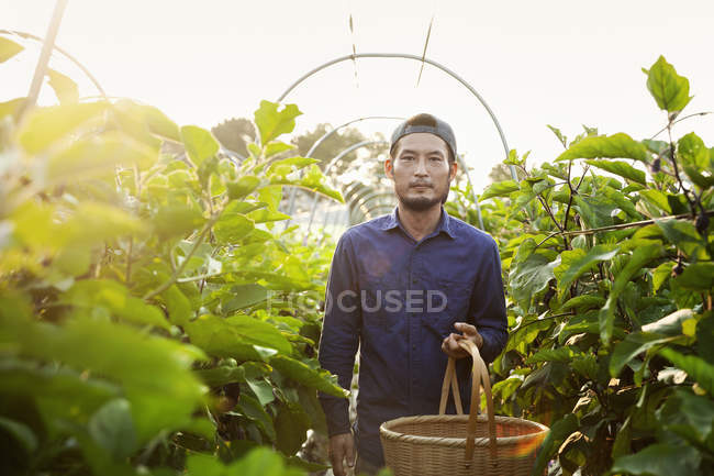 Японский мужчина в шапке стоит на овощном поле, держит корзину, смотрит в камеру . — стоковое фото
