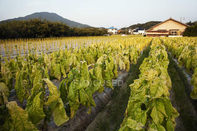 Vista rural a lo largo de hileras de verduras de hoja fresca en un campo . - foto de stock