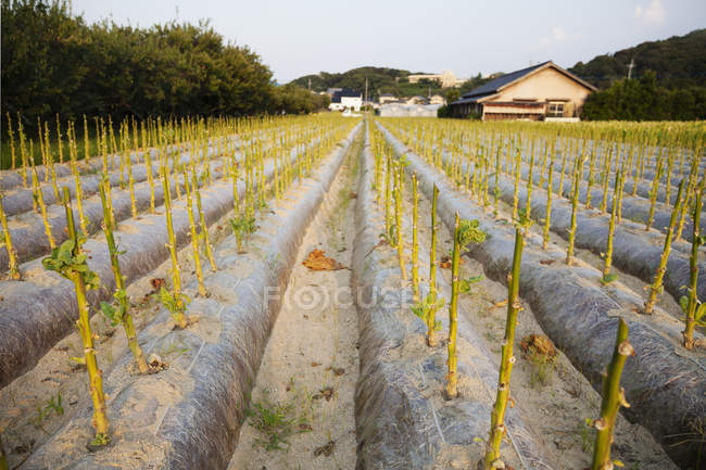Vista rurale lungo file di steli di verdure di foglia in un campo . — Foto stock