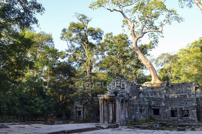 Ankor Wat, temple khmer historique du XIIe siècle et site du patrimoine mondial de l'UNESCO. Arches et pierre sculptée avec de grandes racines qui se répandent sur la maçonnerie. — Photo de stock