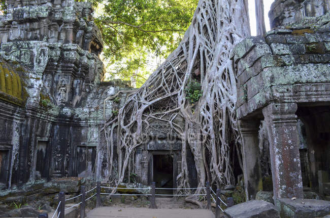 Ankor Wat, a 12th century historic Khmer temple and UNESCO world heritage site. Arches and carved stone with large roots spreading across the stonework. — Stock Photo
