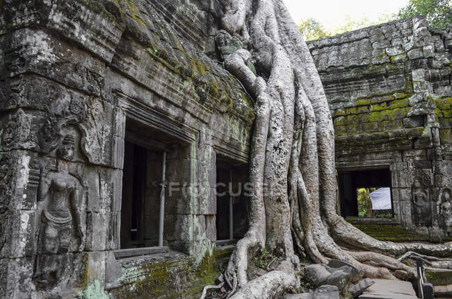 Ankor Wat, uno storico tempio Khmer del XII secolo e patrimonio mondiale dell'UNESCO. Archi e pietra scolpita con grandi radici che si stendono attraverso la muratura. — Foto stock