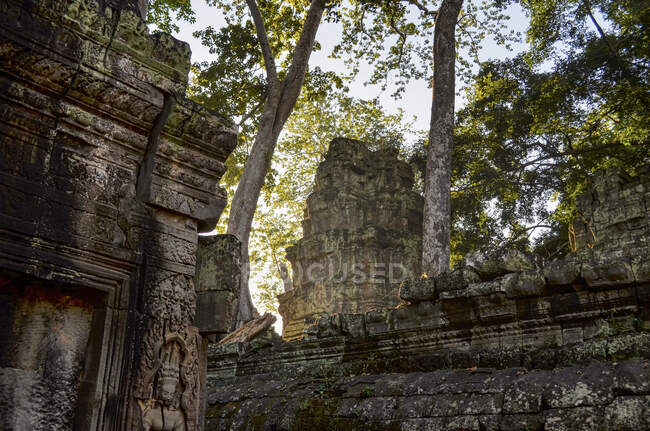 Ankor Wat, uno storico tempio Khmer del XII secolo e patrimonio mondiale dell'UNESCO. Archi e pietra scolpita con grandi radici che si stendono attraverso la muratura. — Foto stock