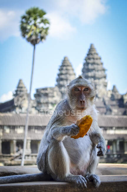 Angkor Wat, a 12th century historic Khmer temple and UNESCO world heritage site. Monkey sitting on a balustrade eating fruit. — Stock Photo