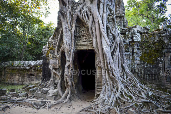 Angkor Wat, a 12th century historic Khmer temple and UNESCO world heritage site. Arches and carved stone with large roots spreading across the stonework. — Stock Photo