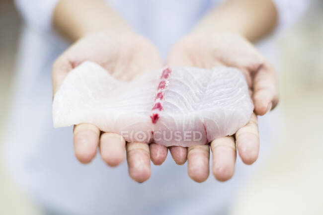 Foto cruzada de manos con filete fresco de pescado blanco, Barramundi, Cascada del Mar Asiático.. - foto de stock