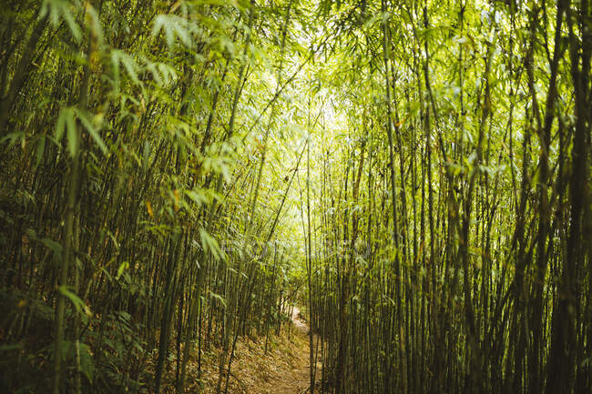 View along narrow footpath through dense bamboo forest. — Stock Photo
