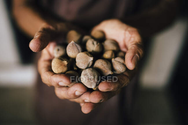 Alto ángulo de primer plano de las manos sosteniendo racimo de frutos secos redondos marrones . - foto de stock