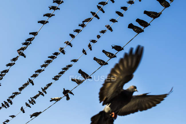 Low angle view of pigeons resting on electrical wires and one flying against blue sky. — Stock Photo