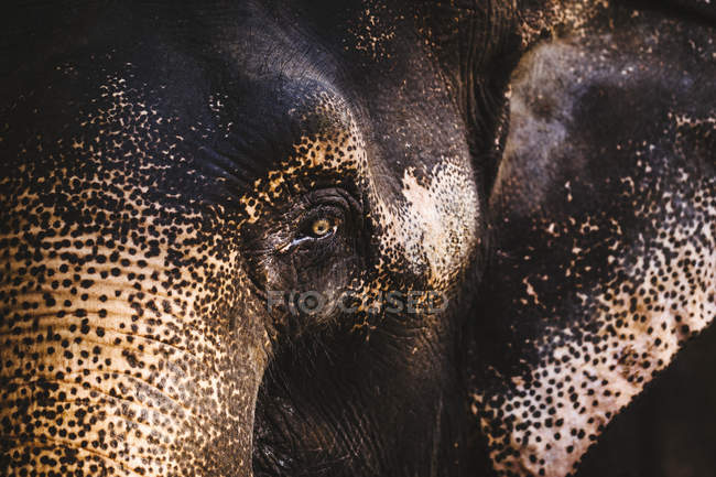 Primer plano de la piel y el ojo del joven elefante indio . - foto de stock