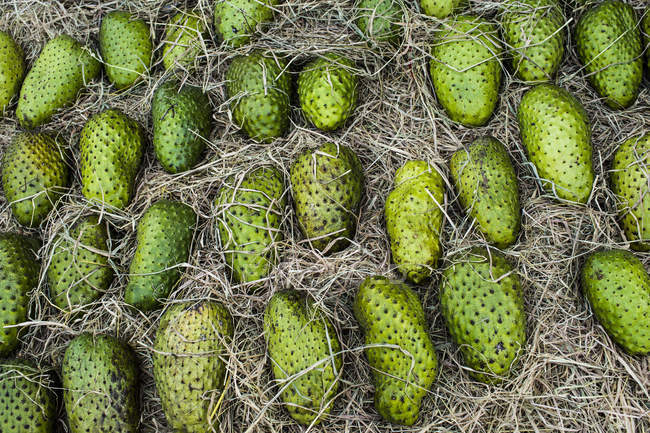 High angle close-up of fresh green soursop fruit for sale at a market. — Stock Photo