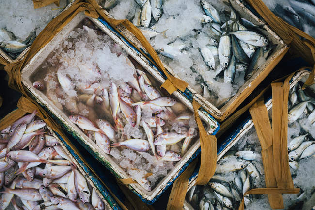 Großaufnahme von Kisten mit kleinen Fischen auf Eis. — Stockfoto