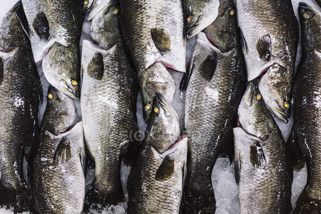 Alto ângulo de close-up de peixes barramundi empilhados no gelo . — Fotografia de Stock