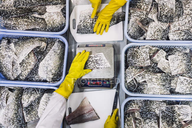 Alto ángulo de primer plano de porciones de pescado Barramundi listo para el envasado y las manos de los trabajadores con guantes amarillos . - foto de stock