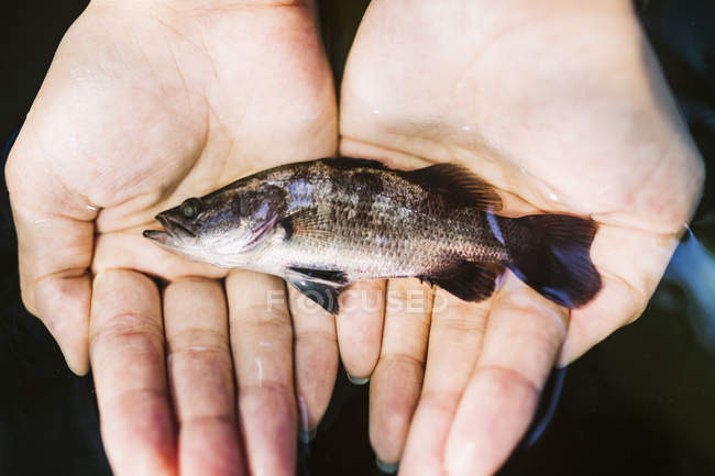 High angle close-up of hands holding small barramundi fish. — Stock Photo