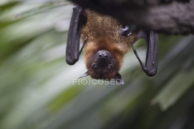 Primer plano del murciélago marrón colgando boca abajo del árbol . - foto de stock