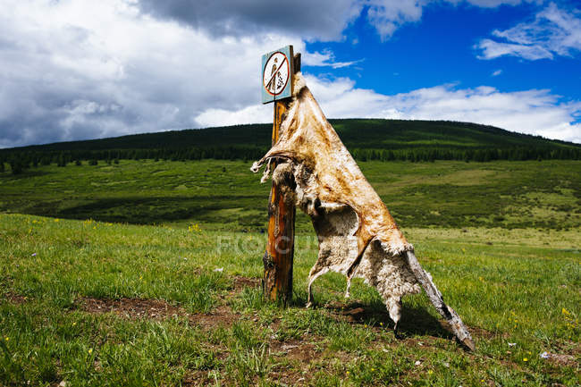 Primer plano de piel de oveja estirada para curar en la ladera de la montaña en el norte de Mongolia . - foto de stock