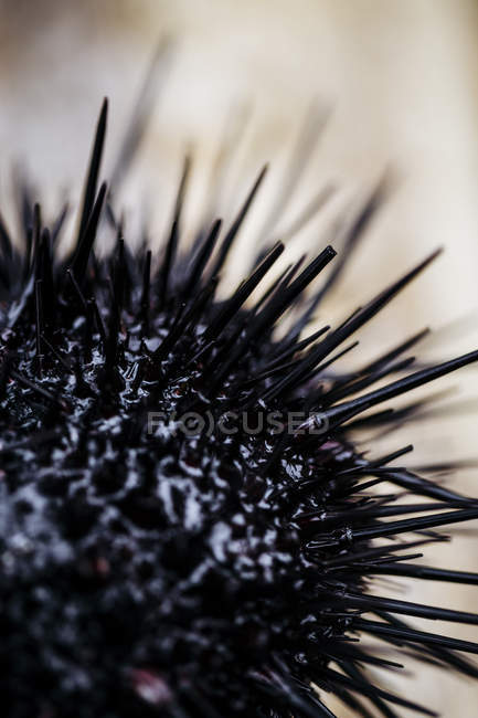 High angle close-up of fresh uni sea urchin. — Stock Photo