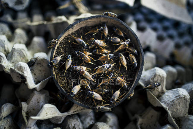 High angle close-up of crickets bred inside of coconut shell. — Stock Photo