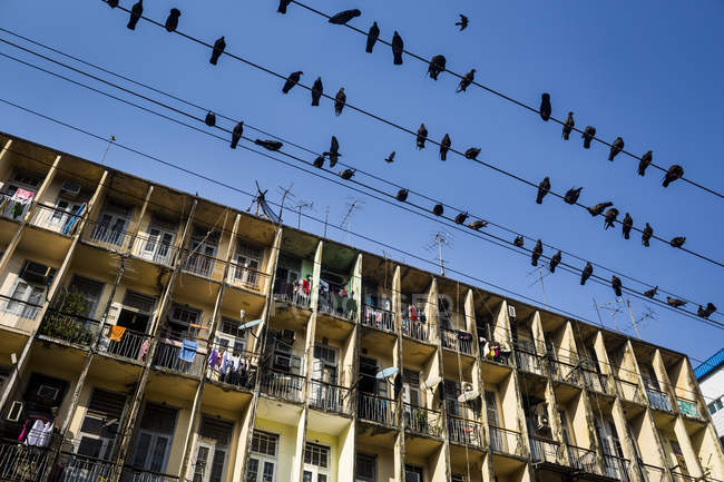 Вид на голубів, що спираються на електричні дроти над багатоквартирним будинком . — стокове фото