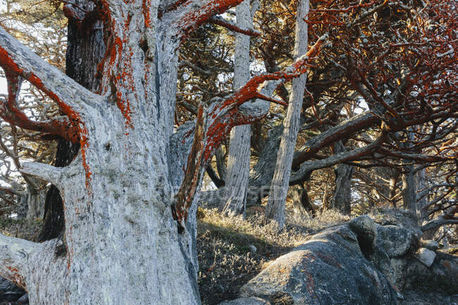 Cipressi e alghe di Trentephilia, Allan Memorial Grove, Point Lobos State Reserve, California — Foto stock