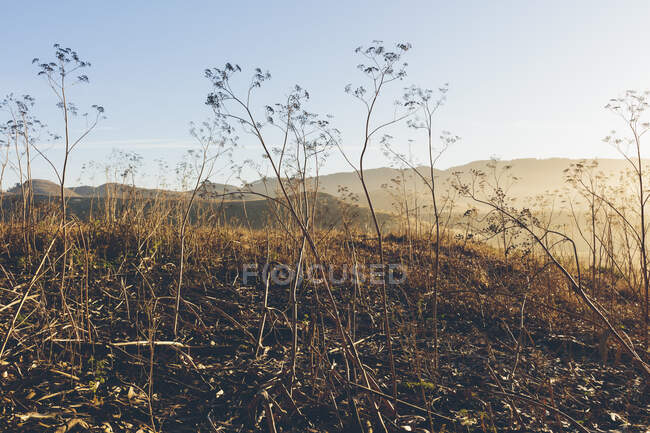 Точка Рейес Національний Приморський, Каліфорнія — стокове фото