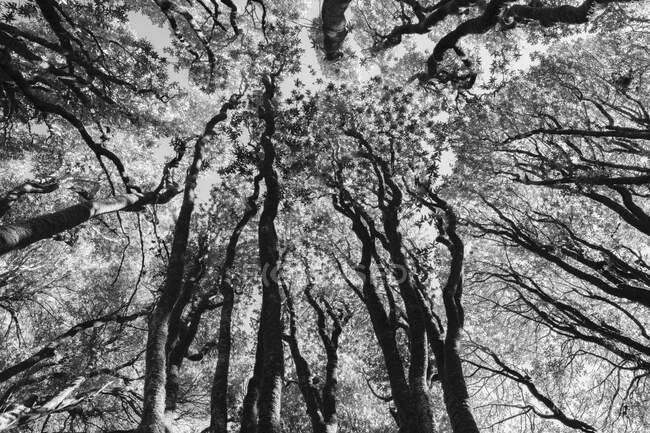 Vista di angolo basso di boschetto di querce vive di costa, pini di vescovo e alberi madrone — Foto stock