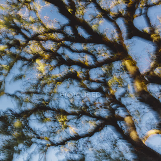 Chêne vivant de Californie (Quercus agrifolia) et ciel bleu — Photo de stock