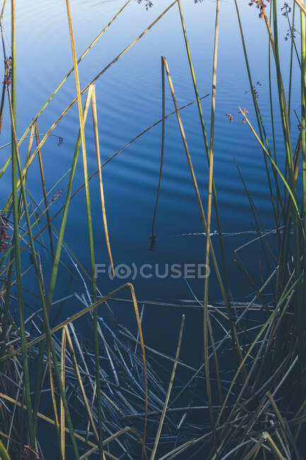 Detalle de cañas y hierba por aguas tranquilas del estuario intermareal al amanecer - foto de stock