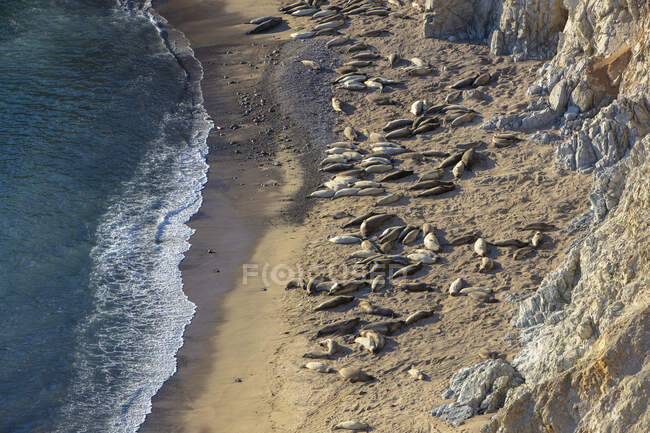 Blick von oben auf Seelöwen, die sich am schmalen Strand an steilen Klippen aalen. — Stockfoto