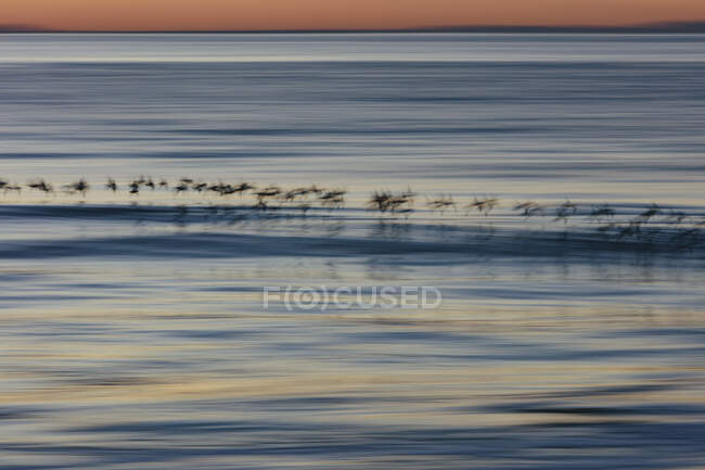 Spotterd sandpipers flying over surf, Drakes Beach, Point Reyes National Seashore, Califórnia — Fotografia de Stock