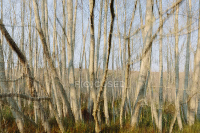 Abstrato de movimento desfocado da floresta de amieiro ao entardecer — Fotografia de Stock