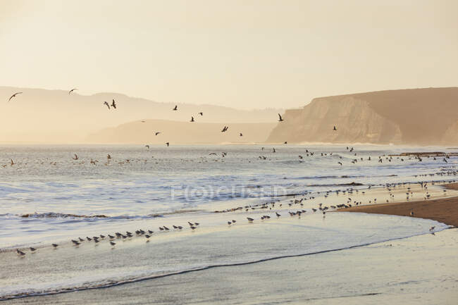 Sandpipers y gaviotas volando a través de surf Drakes Beach, Point Reyes National Seashore, California - foto de stock