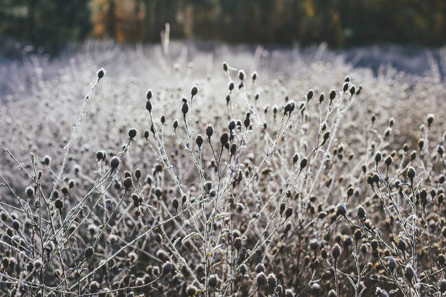 Ледяной луг полевых цветов и трав осенью — стоковое фото