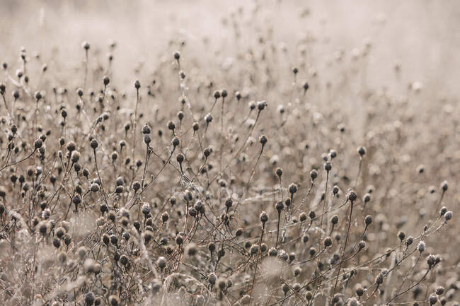 Pradera helada de flores silvestres y hierbas en otoño, vista de marco completo - foto de stock