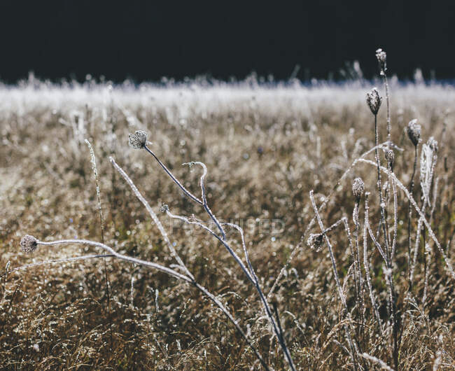 Prairies gelées de fleurs sauvages et d'herbes à l'automne — Photo de stock