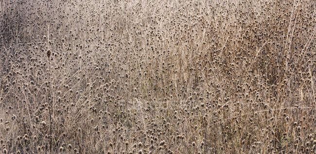 Ледяной луг полевых цветов и трав осенью, полный вид рамы — стоковое фото
