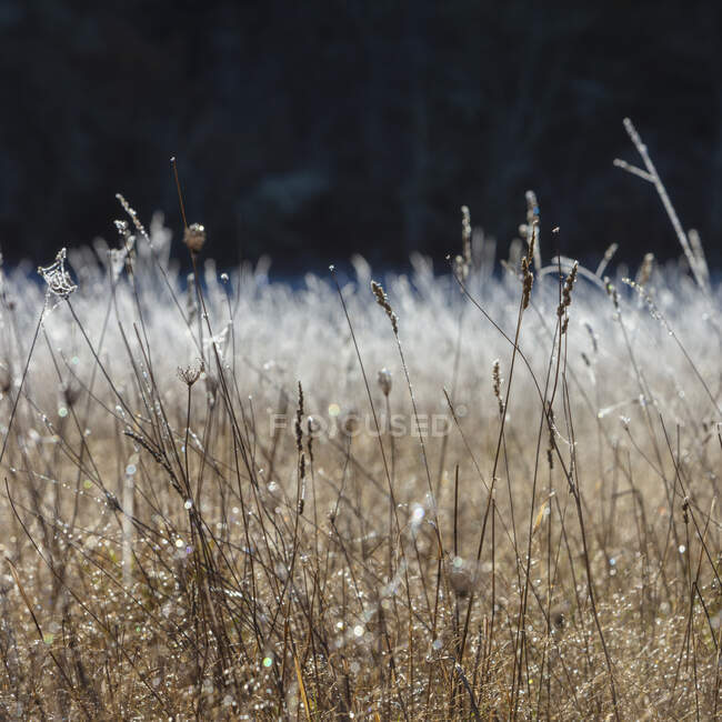 Frosty meadow of wildflowers and grasses in fall — Stock Photo