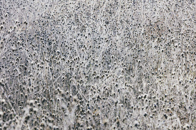 Prairie gelée de fleurs sauvages et d'herbes à l'automne, vue plein cadre — Photo de stock