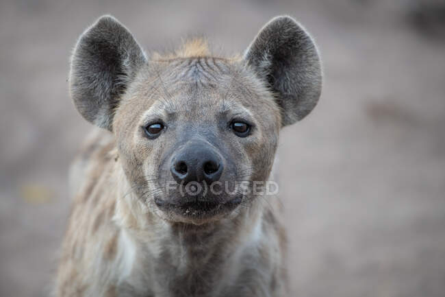 Cabeça de uma hiena manchada, Crocuta crocuta, olhar direto, orelhas para a frente — Fotografia de Stock