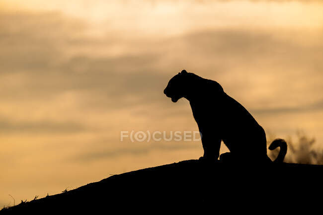 Silhouette di un leopardo, Panthera pardus, seduto su un tumulo, cielo al tramonto — Foto stock
