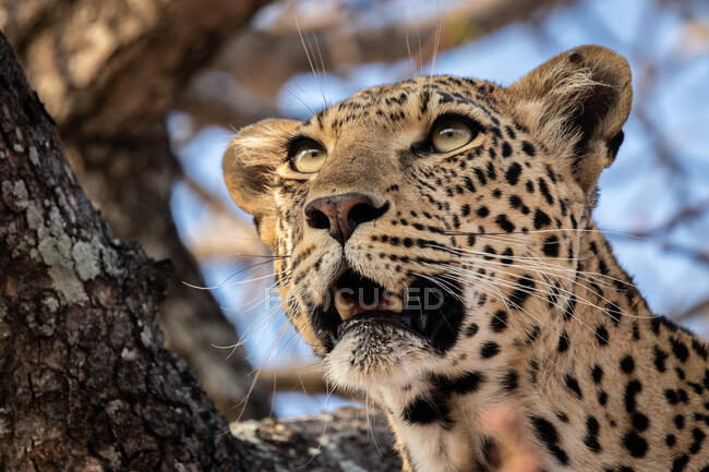 A cabeça de um leopardo, Panthera pardus, em uma árvore, boca aberta, olhando para fora do quadro — Fotografia de Stock