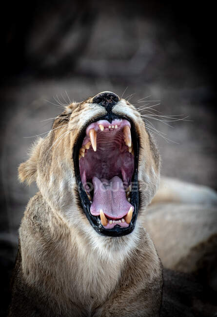 Eine Löwin, Panthera leo, gähnt, Augen geschlossen, Ohren zurück — Stockfoto