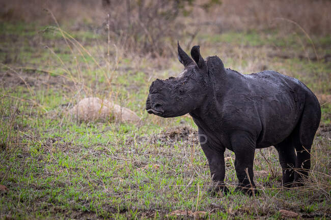 Un vitello rinoceronte bianco, Ceratotherium simum, in piedi su erba verde, coperto di fango scuro, guardando fuori dalla cornice — Foto stock