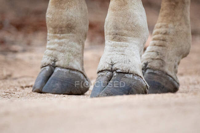 Os cascos de uma girafa, Giraffa camelopardalis girafa, em pé em solo arenoso — Fotografia de Stock