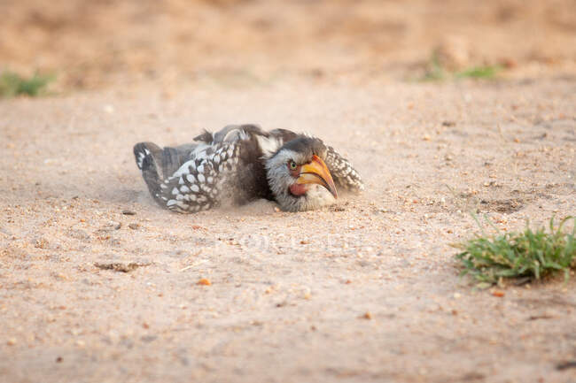 Yellow-billed hornbill, Tockus flavirostris, taking a sand or dust bath, lying on the ground — Stock Photo