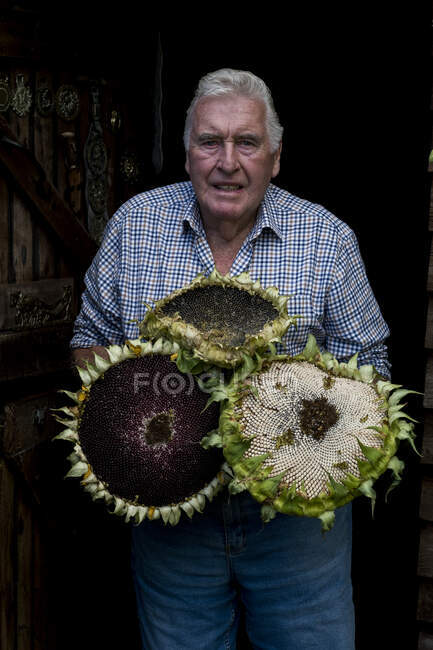 Smiling man with grey hair wearing checked shirt holding three large sunflowers, looking at camera. — Stock Photo