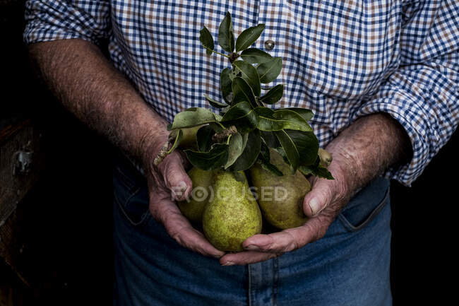 Close up de homem segurando um monte de peras verdes . — Fotografia de Stock